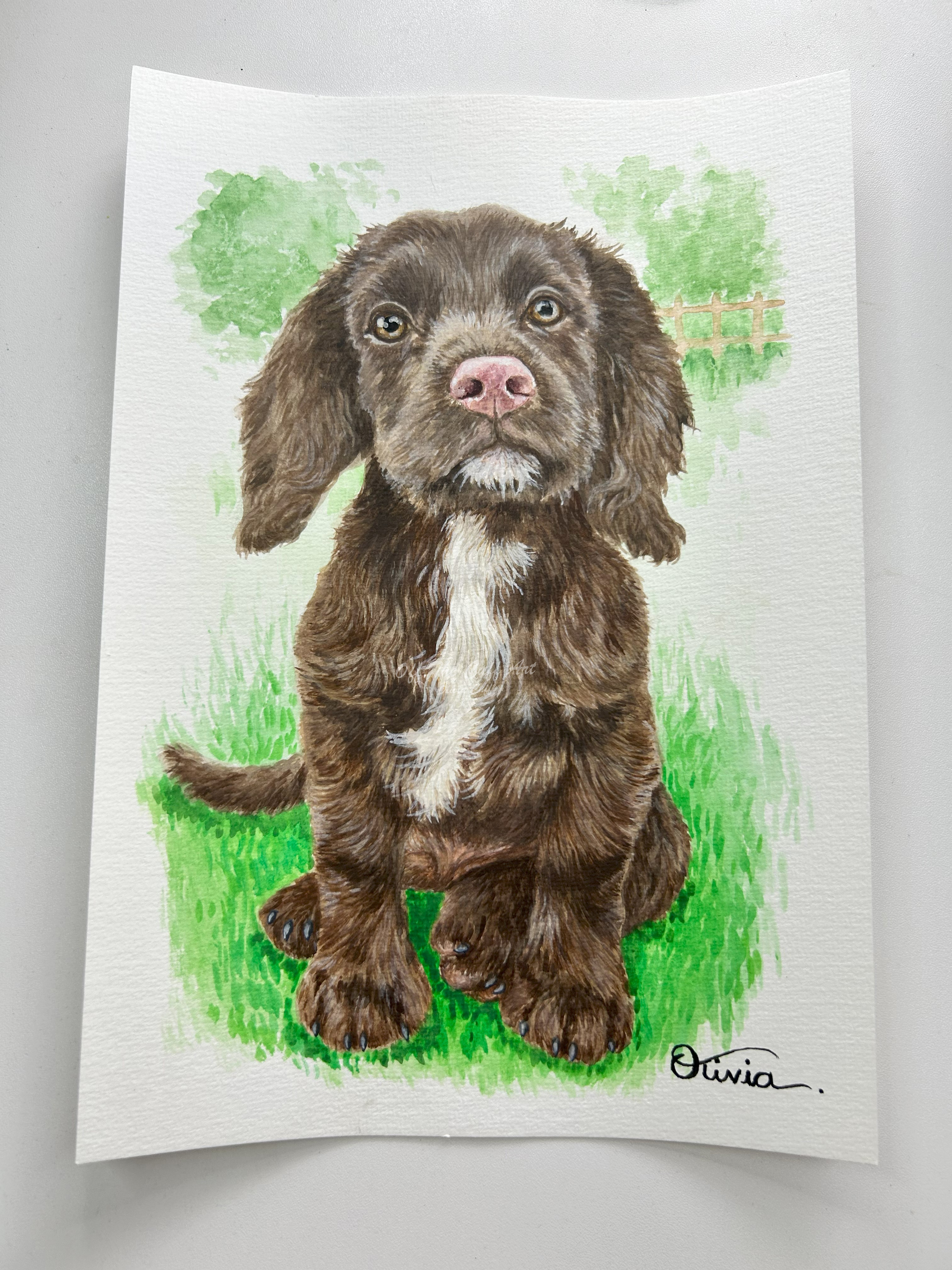 dog german spaniel puppy